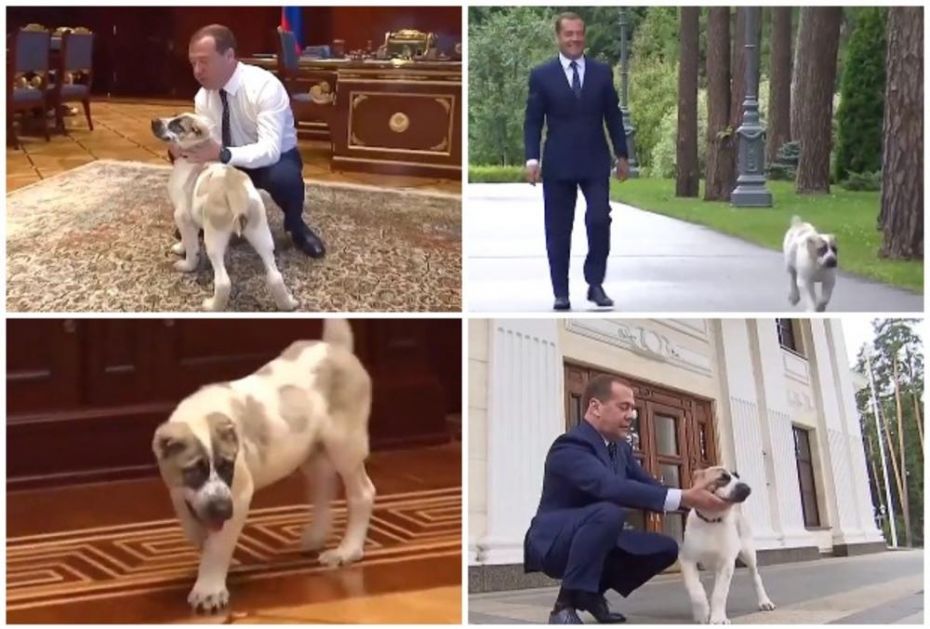 MEDVEDEV POKAZAO POKLON IZ TURKMENISTANA: Pas Ajk se već odomaćio, a ruski premijer ne skida osmeh sa lica dok posmatra svog ljubimca! (VIDEO)