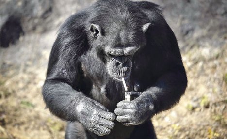 MERAKLIJA: Šimpanza koja puši zvezda u zoo-vrtu