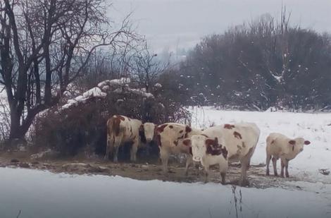 MEŠTANI BESNI NA NEODGOVORNOG STOČARA Ostavio četiri krave i dva telenceta da se smrzavaju na debelom minusu