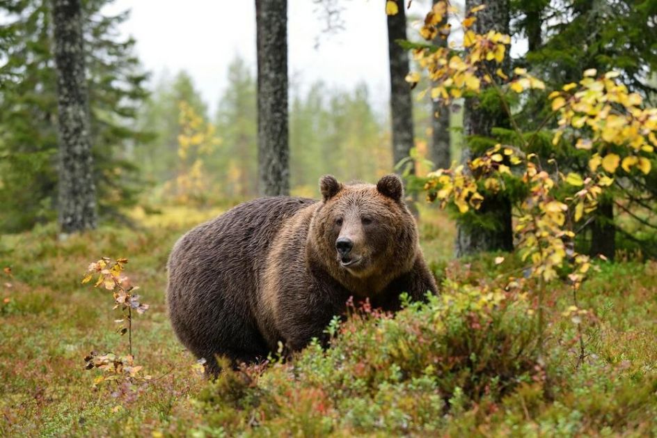 MEŠTANI IVANJIČKIH SELA U STRAHU: Medvedi se slobodno šetaju, ponovo upali kod porodice Gojković