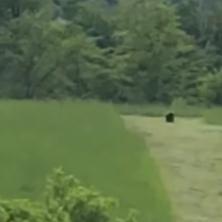 MEŠTANI U PANICI! Ogromna zver uočena u okolini Samobora (VIDEO)