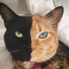MICA SA DVA LICA: Upoznajte VENERU, najlepšu mačku na svetu - njoj ne treba fotošop! (FOTO)