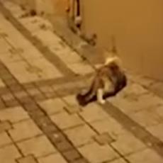 MIŠ UZVRAĆA UDARAC! Mačka je mislila da će on biti LAK PLEN, ali je došlo do PREOKRETA! (VIDEO)
