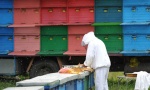 MISTERIJA U SREMU: Hiljade mrtvih pčela po njivama, a od uzroka ni traga ni glasa