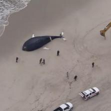 MISTERIJA ZA NAUČNIKE! Ogroman kit se nasukao na obali Njujorka - niko ne zna šta se dešava (VIDEO)