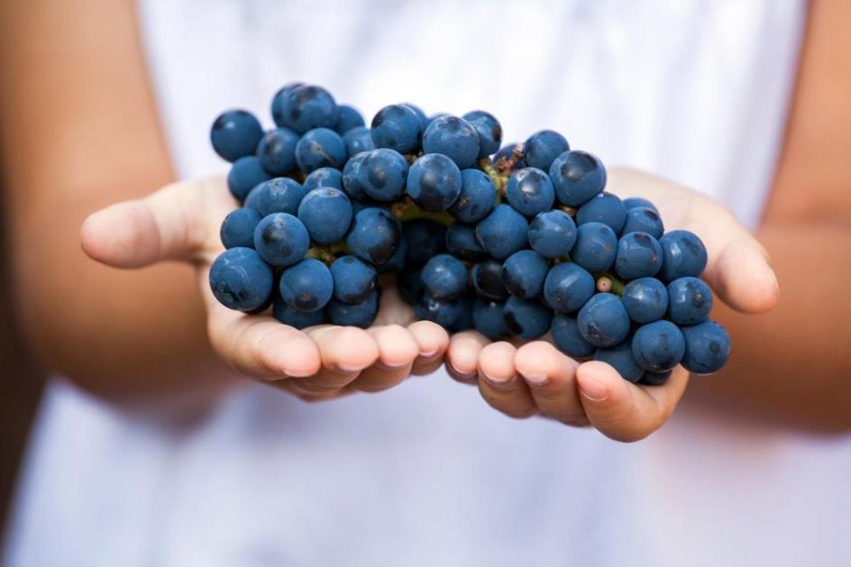 MOĆNI AKTIOKSIDANS: Kako crno grožđe deluje na neke bolesti i ko ne bi trebalo da ga jede?