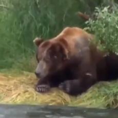 MOLIM, BEZ UVREDE, ali ovaj medved je bolji pecaroš od vas! (VIDEO)