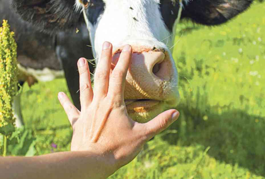 MONSTRUOZNO: Italijani siluju srpske krave!