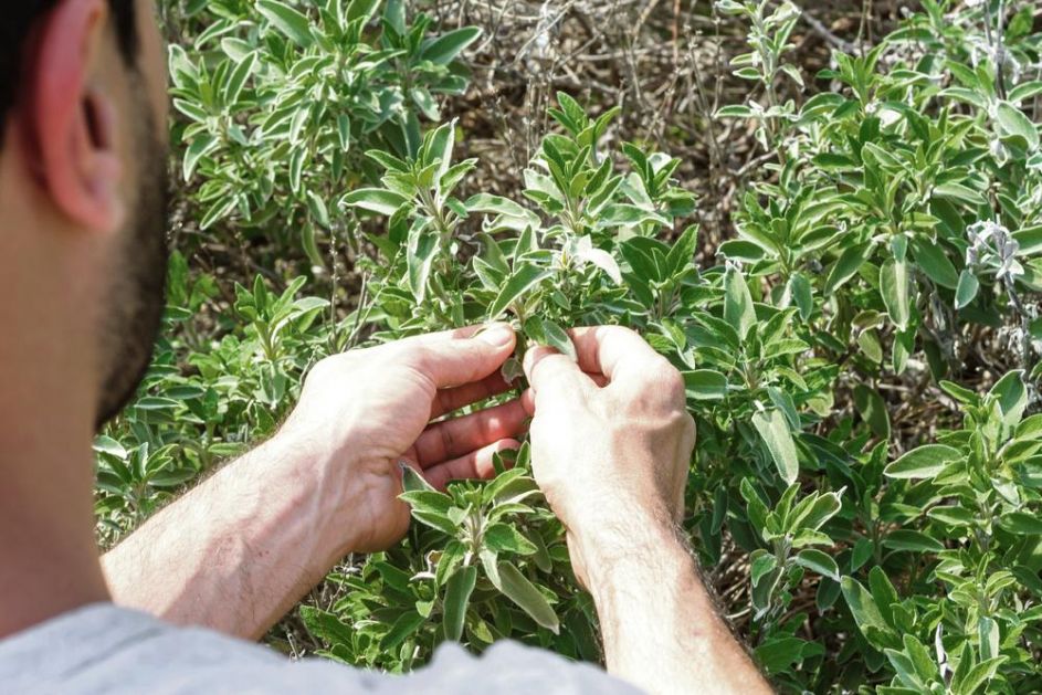 MOŽE DA SE ZARADI I VIŠE OD 5.000 EVRA: Pare leže u uzgoju LEKOVITOG BILJA i sve je više ljudi koji se time bave!