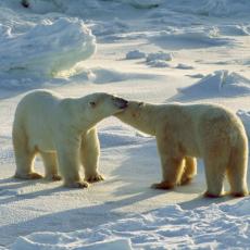 MRAČNA PROGNOZA SVETSKIH NAUČNIKA: Polarni medvedi će nestati do kraja veka (VIDEO)