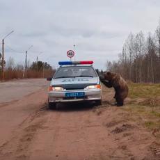 MUKE PO BAĆUŠKAMA: Ruski panduri su krenuli u akciju, a onda ih posetio medved - POVLAČENJE!(VIDEO)
