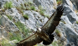 MUP Srbije povodom stradanja ptica saopštio da nije nadležan za kontrolu preleta helikoptera