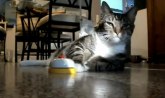 Maca doziva slugu da joj donese ručak! (VIDEO)