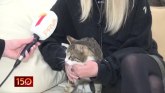Mačak Bu preležao koronavirus - vlasnica bila u šoku VIDEO