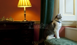 Mačak Lari - deset godina na funkciji u rezidenciji britanskog premijera (VIDEO)
