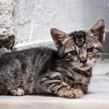 Mačka MOŽE UGINUTI - Namirnice koje su izuzetno OTROVNE za ove ljubimce, neke izazivaju OTKAZIVANJE BUBREGA