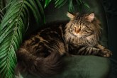 Mačka džin: Ljudi se čude kada vide kolika je VIDEO