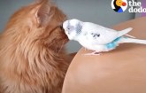 Mačka i papagaj u ljubavi: Da, moguće je! VIDEO