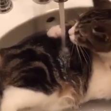 Mačka je ušla u lavabo, a kada je shvatila šta je uradila POBEGLA JE GLAVOM BEZ OBZIRA (VIDEO)