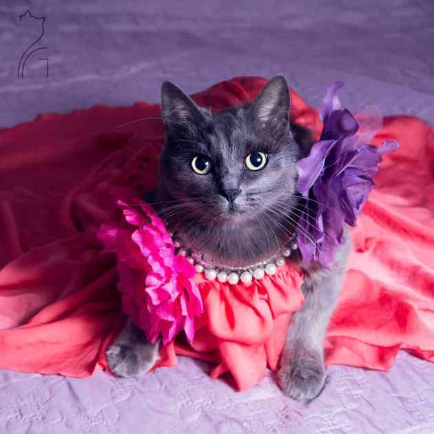 Mačka od stila: Modna blogerka kakvu još niste videli!
