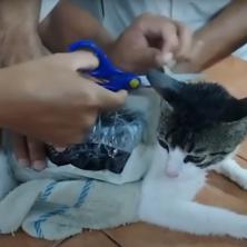 Mačka uhvaćena u pokušaju šverca narkotika (VIDEO)