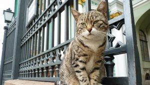 Mačke Ermitaža od francuskog lekara nasledile 3.000 evra