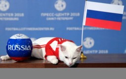 
					Mačor Ahil prognozira pobedu Rusije, dok lemur tipuje na Saudijsku Arabiju 
					
									