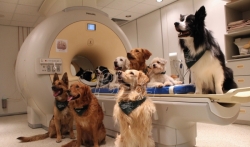 Madjarski naučnici: Psi stvarno razumeju šta im ljudi govore
