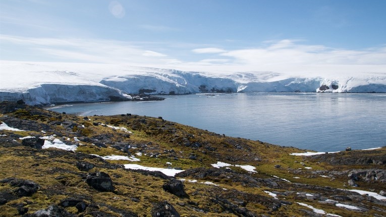 Mahovina na Antarktiku umire zbog klimatskih promena