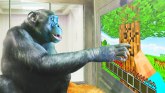 Majmun naučio da igra Minecraft, pogledajte kako mu ide VIDEO