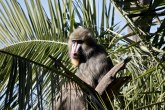 Majmun ostavio bez struje 50.000 ljudi