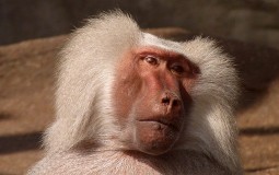 
					Majmun ostavio desetine hiljada ljudi bez struje 
					
									