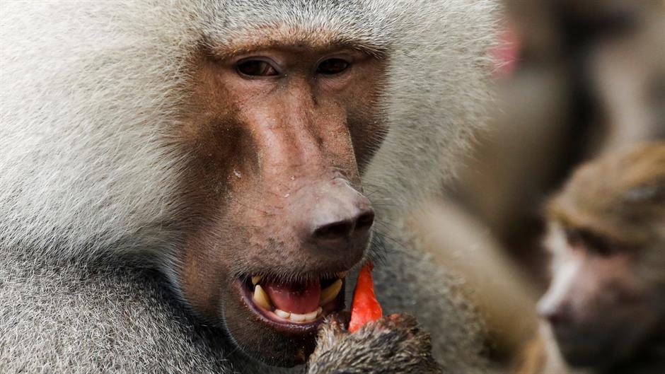 Majmun pokidao kablove i ostavio 50.000 ljudi bez struje