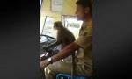 Majmun seo na volan i “provozao” autobus (VIDEO)