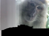 Majmun ukrao telefon pa pravio selfije
