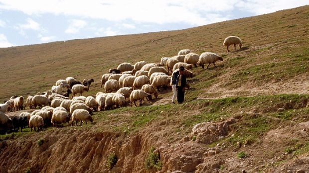 Makedonija, opljačkali pastira i vezali ga u šumi