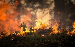 
					Makedonija proglasila vanrednu situaciju zbog požara 
					
									