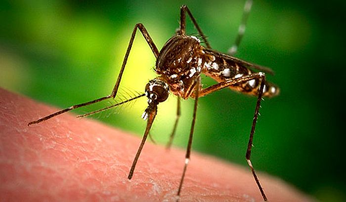 Malarija otkrivena kod 11 migranata