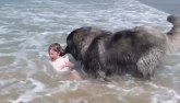 Pas skočio u vodu kada je video devojčicu u nevolji VIDEO