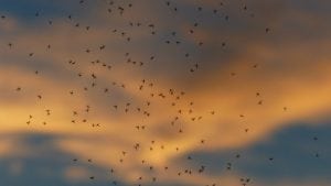 Mapiranje žarišta larvi komaraca u pet okruga