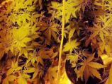Marihuana pronađena u kući Leskovčanina