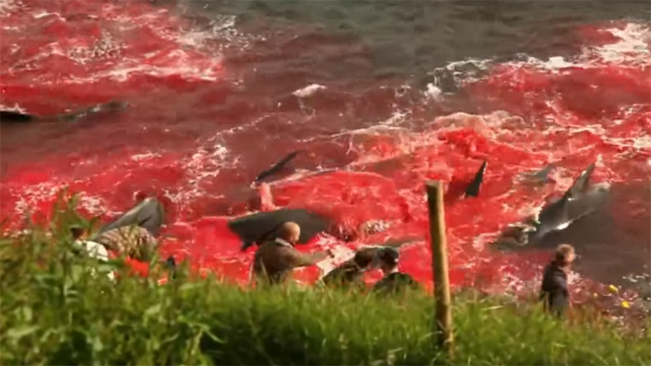 Masakr nad kitovima, more obojeno u crveno (VIDEO)