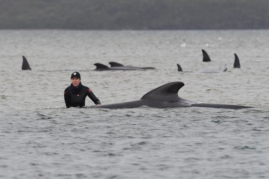 Masovno nasukavanje kitova u Australiji, uginulo najmanje 90