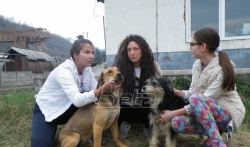 Masovno trovanje pasa lutalica u Kuršumliji