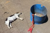 Masovno trovanje pasa u Prokuplju