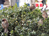 Masovno trovanje ptica: Pojele otrov na njivi