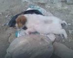 Masovno uginuće pasa u Vranju, zbog bačenog otrova