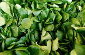 Matovilac – omiljena zimska salata