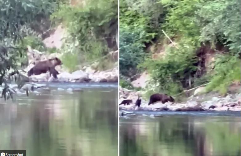 Mečka sa mečićima viđena na obali Ibra kod Tutina: Ribolovci i izletnici budite oprezni (VIDEO)