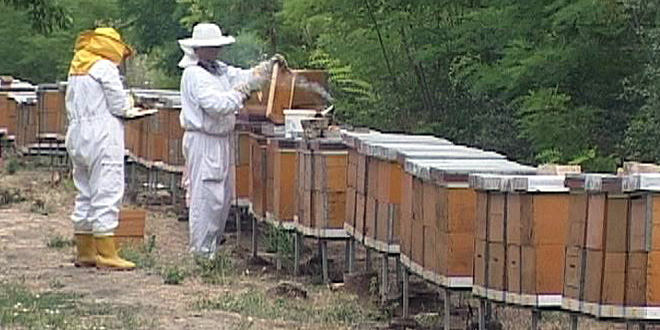 Međunarodno ocenjivanje kvaliteta meda